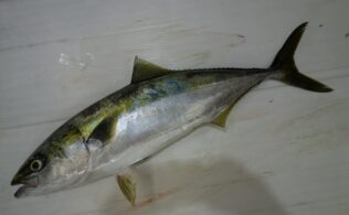 祇園之洲方面にてブリ釣果あり！鹿児島城南店