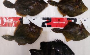 お客様よりカワハギの釣果いただきました！