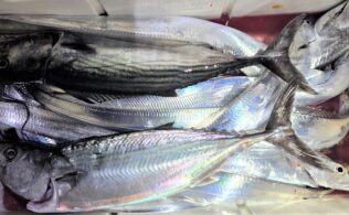 鹿児島湾奥タチウオテンヤ！