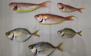 お客様よりメッキ釣果お持込み頂きました！鹿児島城南店