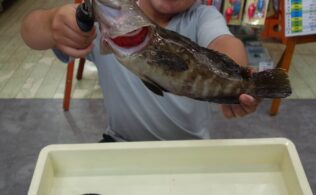 湾島　グレ　クエ　イラ　の釣果　フィッシング都城