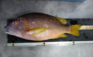 伊座敷沖磯 シブダイ 釣果 フィッシング都城