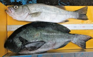 メジナのお持込み!!　宮崎店