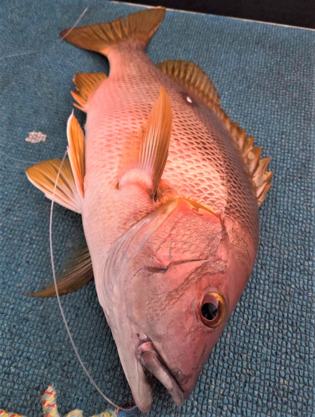 釣行記】夏の終わりに逢えるとは【シブダイ】 | かめや釣具