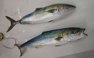 ブリのお持ち込み頂きました！