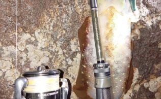 【釣果情報】秋イカ、良型に成長中！かめや釣具鹿児島姶良店