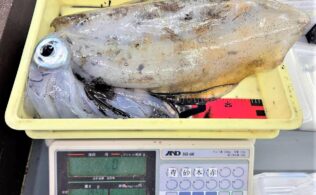 南薩地磯エギングでアオリイカ1950g!!