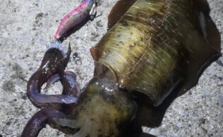 アオリイカ釣果好調！鹿児島城南店