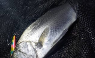 磯ヒラスズキ釣果あり！鹿児島城南店