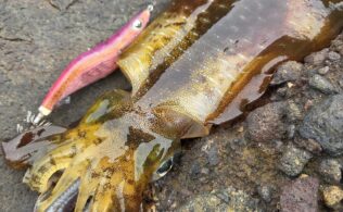 【釣果情報】長島アオリイカ、サイズ上がって来てます！