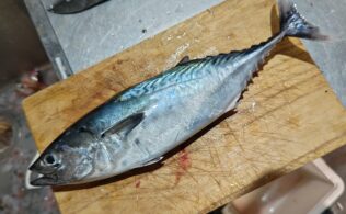 ソウダガツオ釣果あり！鹿児島城南店