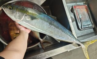 湾内青物釣果好調です！鹿児島城南店