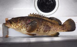 泳がせでチャイロマルハタ!!　延岡店