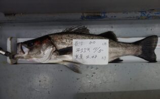 2025/11/15 ヒラスズキ　80cm