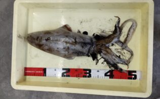 キロオーバーアオリイカ降臨！！フィッシング都城店