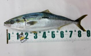 落し込みで良型ブリの釣果お持ち込み！！　鹿児島姶良店