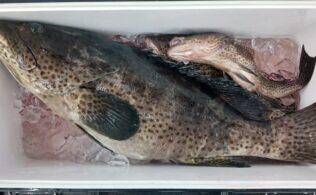 平川沖　チャイロマルハタ 釣果！