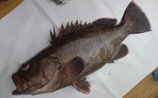 2025年11月16日　マハタ