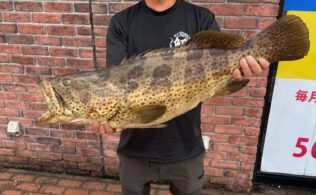 チャイロマルハタの釣果のお持込み！！