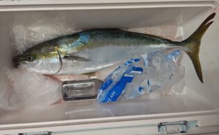 湾内青物釣果好調！鹿児島城南店