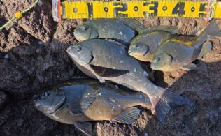 【釣果情報】開聞岳地磯、グレ釣れ始めました！　鹿児島姶良店