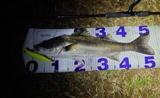 大淀川にてシーバスの釣果！！宮崎店