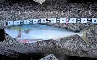 谷山周辺にて🐟ブリ🐟　鹿児島谷山店