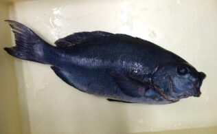 2025年12月27日　口太グレ　日向地磯