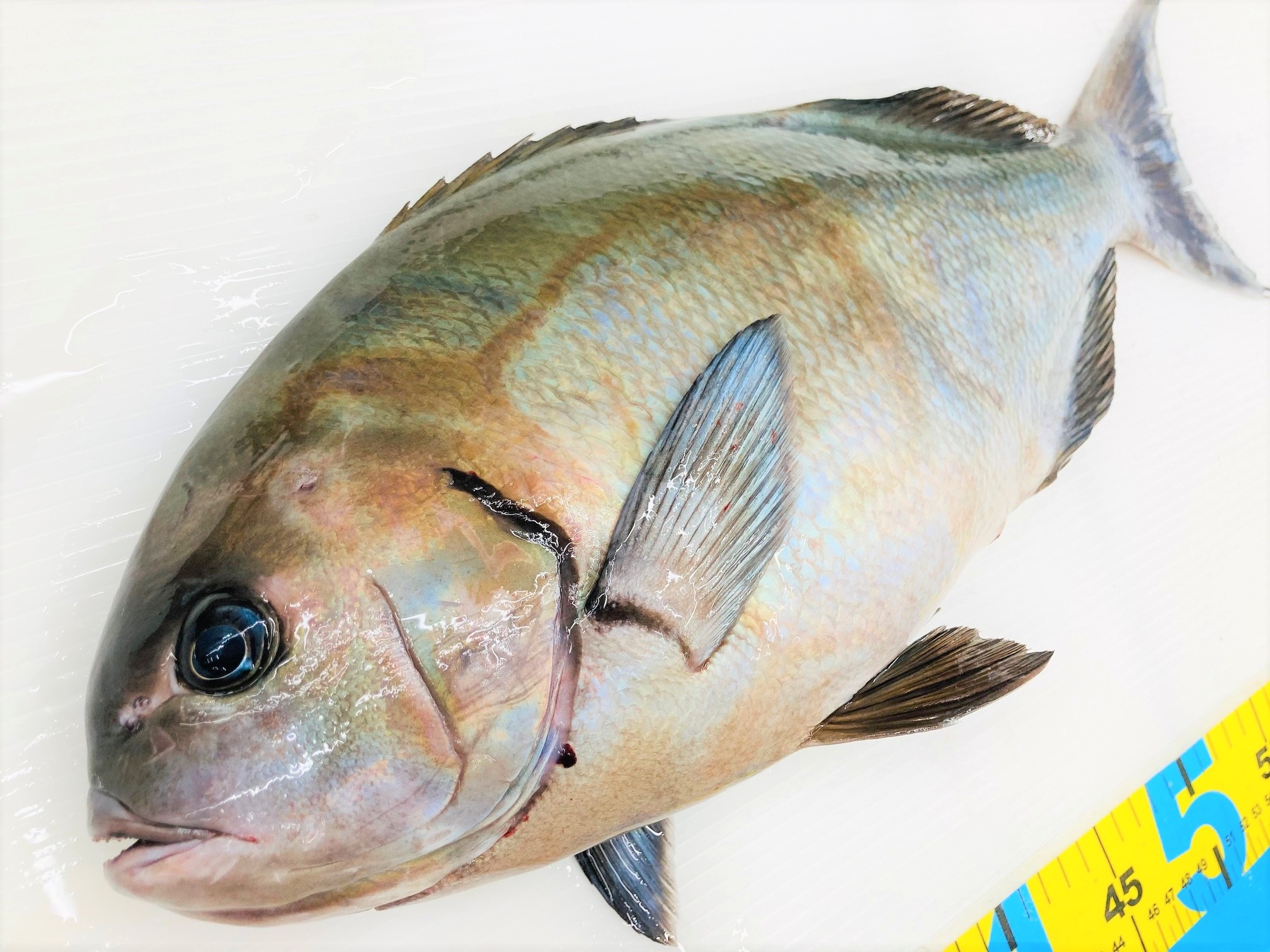 釣果情報】50UP尾長グレのお持ち込み！鹿児島姶良店 | かめや釣具