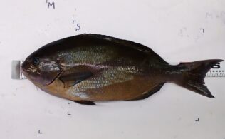 湾口　尾長グレ降臨！！