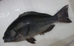 良型グレお持込み頂きました！鹿児島城南店