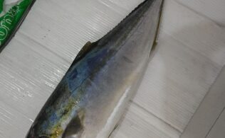 海釣り公園にて青物釣果あり！鹿児島城南店