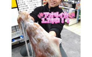 2026年初のお持ち込み✨良型アオリイカ🦑