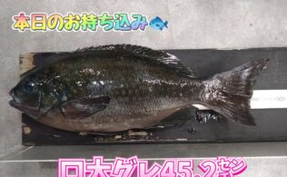 お客様釣果🎣寒グレ好調です✨