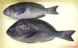 2026年1月2日　口太グレ　米水津