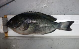 2026年1月24日　メジナ