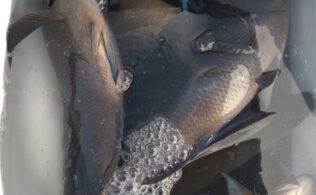 寒グレスタッフ釣果🎣内之浦沖磯釣れてます✨