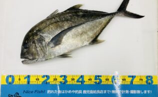 【釣果情報】離島ロックショアでロウニンアジ！鹿児島姶良店