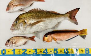 【釣果情報】魁航丸タイラバ便にてBIG真鯛＆キアマダイの釣果！鹿児島姶良店