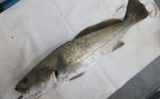 オオニベ登場!!サラシの中でも喰ってくる