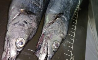 錦江湾奥　太刀魚好調！