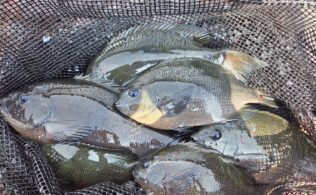 【釣果更新】地磯も好調を続けるグレ！　鹿児島姶良店