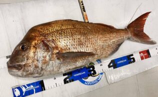 大型真鯛お持込み頂きました！鹿児島城南店