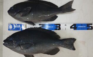 久多島沖チョロ釣りでのグレ釣果頂きました！鹿児島城南店