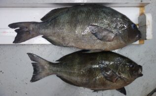 2026年2月16日　メジナ