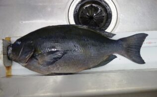 大台突破!!　口太グレのお持ち込みです♪　延岡店