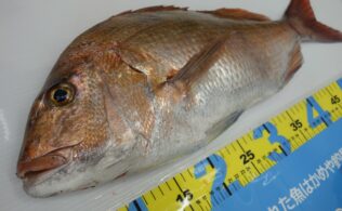 【釣果情報】湾口にて良型真鯛、釣れてます！鹿児島姶良店