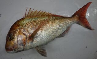 ～錦江湾　湾口～　”80over” 真鯛