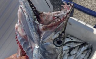 【釣果情報】開拓丸 指4～ドラゴンサイズ太刀魚連発中！！鹿児島姶良店