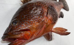 良型キジハタお持ち込み頂きました！